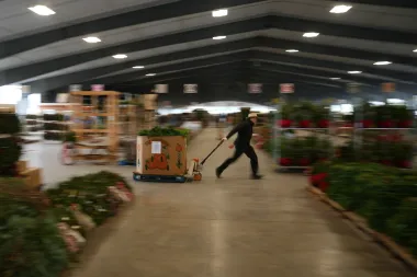 El espíritu navideño se subasta: Cómo los árboles naturales luchan por no desaparecer