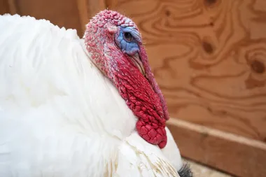 El pavo que no terminó en el horno: la alternativa compasiva al Día de Acción de Gracias