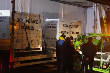 Despedida con bambú: los pandas gigantes Huan Huan y Yuan Zi regresan a China tras 13 años en Francia