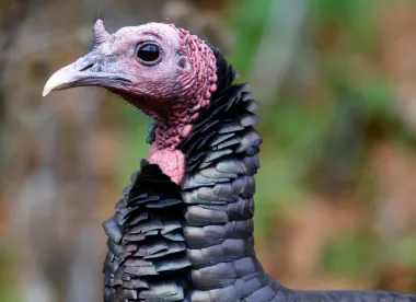 El regreso triunfal del pavo salvaje: una historia de trueques, conservación y resiliencia natural