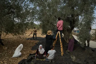 Temor en Turmus Ayya: cómo la cosecha de olivas en Cisjordania se ha convertido en una batalla por la supervivencia