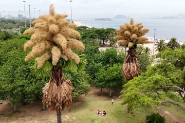 El último suspiro de las palmas talipot en Río: una floración única que conecta generaciones