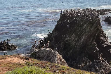 El Renacer del Pelícano Pardo de California: Entre Esperanza, Crisis y Ciencia
