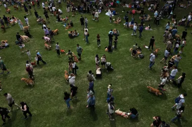 Récord dorado en Buenos Aires: más de 2,000 golden retrievers conquistan los Bosques de Palermo