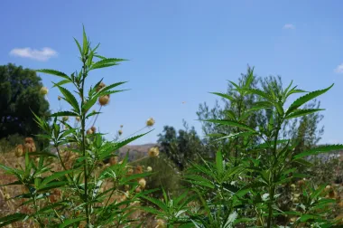 Cannabis legal y dignidad rural: La transformación silenciosa del Rif marroquí