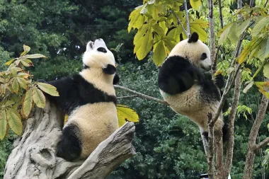 Adiós a los pandas de Japón: el fin de una era de diplomacia tierna con China