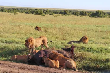 Reteti: Cómo los elefantes huérfanos están transformando la vida de una comunidad en Kenia
