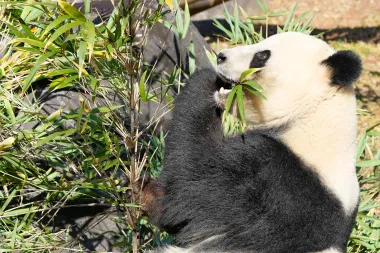 Pandas, política y diplomacia: el adiós de Japón a sus íconos peludos
