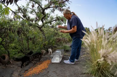 El dilema de los gatos ferales en Hawái: ¿protección ambiental o crueldad con los animales?
