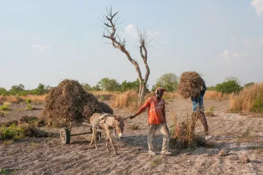 Jóvenes africanos están volviendo al campo: el renacimiento agrícola que está transformando Senegal
