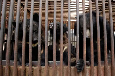 Corea del Sur pone fin a una era oscura: el cierre definitivo de las granjas de bilis de oso
