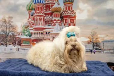 Los nuevos caninos del estrellato: Tres fascinantes razas que se unen al American Kennel Club
