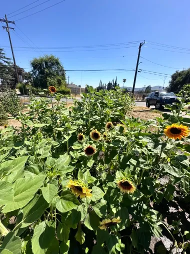 Tierra, fuego y esperanza: la resiliencia de Altadena tras el devastador incendio