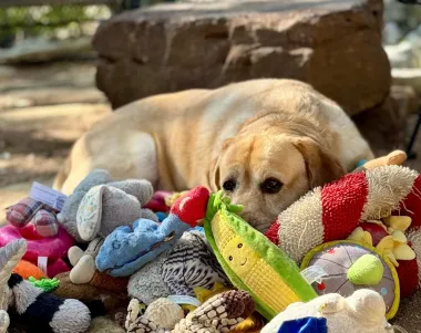 Perros superdotados: los caninos que aprenden palabras como niños humanos