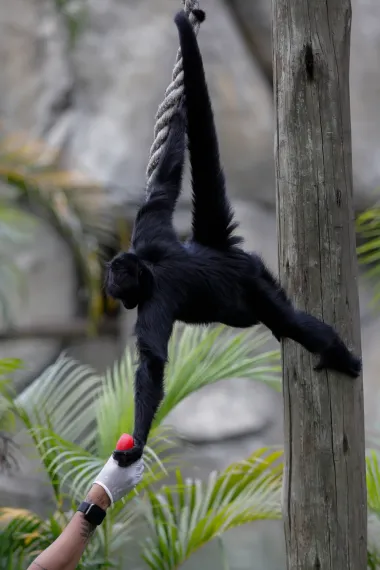 Refrescos salvajes: cómo los animales del BioParque do Rio enfrentan la ola de calor extremo