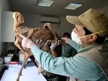Leones del Desierto: El misterio de los guepardos momificados hallados en Arabia Saudita