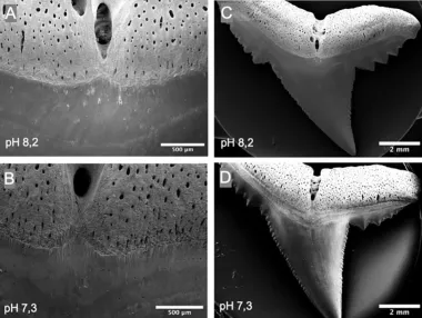 ¿Por qué los dientes de los tiburones podrían debilitarse mientras nadamos hacia un futuro ácido?