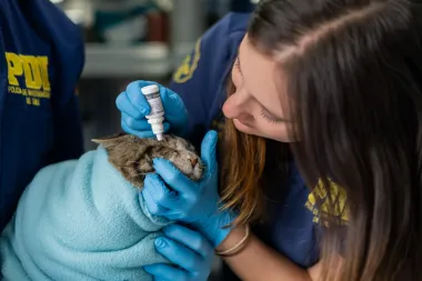 Héroes sobre ruedas: la lucha por salvar animales tras los incendios en Lirquén