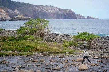Hormigas de fuego en Hawái: la diminuta amenaza que podría destruir un paraíso natural