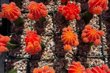 Jardín del Desierto en Casa: Guía Completa para Cultivar Suculentas Gigantes Bajo Techo