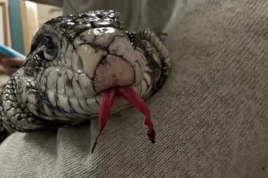 Un lagarto en la tormenta: El increíble rescate del tegu sudamericano en la nieve de Rhode Island