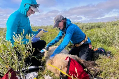 Cámaras en el cuello de osos grizzly revelan secretos de la vida en el Ártico