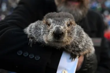 ¿Cuánto invierno queda? El curioso encanto del Día de la Marmota en EE. UU.