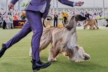 Westminster 2026: El romance, la devoción canina y el glamur colisionan en la exhibición más icónica de perros