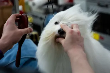 Westminster 2026: Luces, ladridos y lealtad en la pasarela canina más famosa del mundo