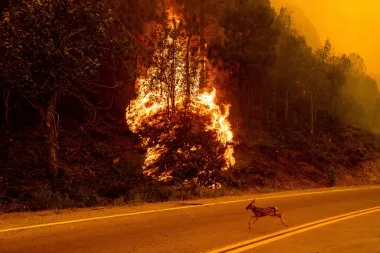 Humo que mata: El letal impacto de los incendios forestales en la salud pública en EE.UU.