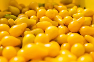 Más allá del rojo: guía completa para cultivar y disfrutar tomates inusuales en casa