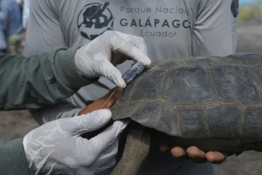 El regreso de las gigantes de Floreana: cómo la reintroducción de tortugas puede restaurar un ecosistema perdido