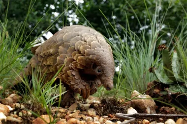 El misterio escamoso: la alarmante crisis de los pangolines y por qué debemos importunarla ahora