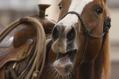 El secreto del relincho: cómo los caballos combinan canto y silbido para comunicarse