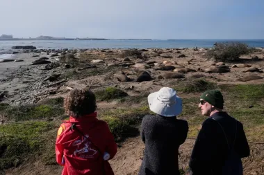 Alerta en Año Nuevo: brote de gripe aviar H5N1 entre crías de elefante marino sacude el santuario
