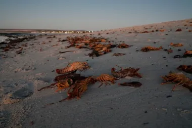 Marea roja en la costa oeste de Sudáfrica: cuándo la algas se convierten en una amenaza para la vida marina y humana