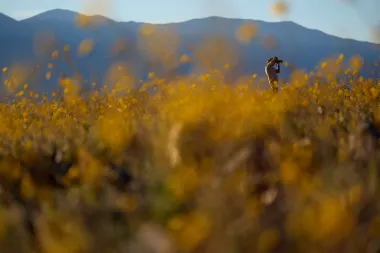 El espectacular 'superbloom' de Death Valley: cuando el desierto se viste de vida