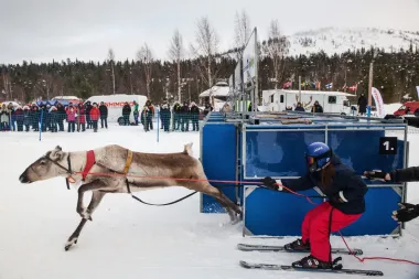 Carreras de renos en Salla: tradición, adrenalina y una comunidad que corre sobre nieve