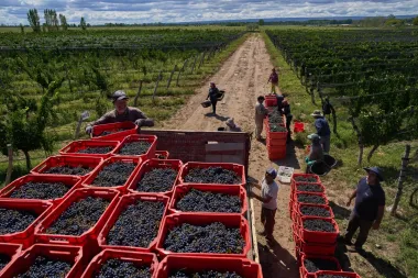 La crisis del vino argentino: cuando la tradición enfrenta la economía y el gusto cambiante