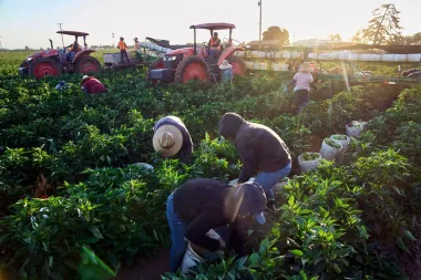Rompiendo el silencio en los campos: el largo combate contra el acoso sexual a trabajadoras agrícolas en EE. UU.