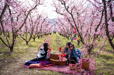 Cuando la llanura se tiñe de rosa: el milagro de la floración de los melocotoneros en Veria