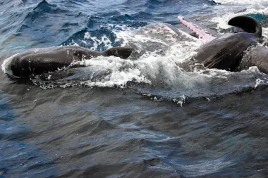 Cuando las ballenas esperaban el mar: el extraordinario parto de un cachalote y lo que nos enseña sobre la vida social de los océanos