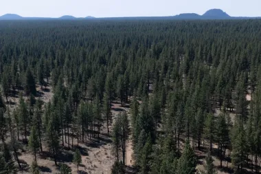 La reubicación del Servicio Forestal a Utah: ¿reforma necesaria o apuesta arriesgada?