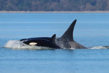 Las orcas visitantes del Salish Sea: llegada, identificación y lo que nos enseñan sobre la ecología marina