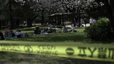 Sakura en declive: cuando los cerezos de Tokio envejecen y cambian el hanami