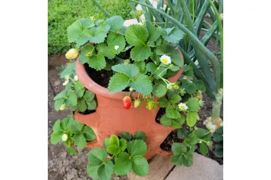 Macetas con ventanas: reinventando las macetas de fresas para jardines pequeños y creativos