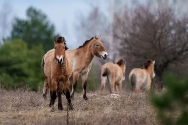 Cuando la vida silvestre renace entre la radiación: los caballos de Przewalski y la fauna de Chernóbil