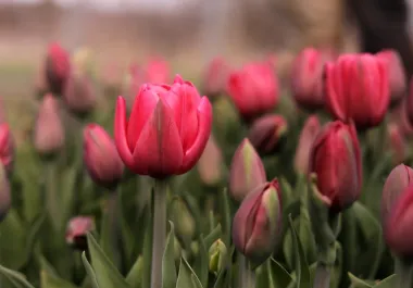 Del calor a la helada en días: cómo el vaivén climático golpea a agricultores de flores y frutas en el noreste de EE. UU.
