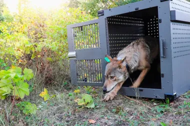 Isle Royale: el renacer de los lobos y la dramática caída de los alces en el laboratorio natural del Lago Superior