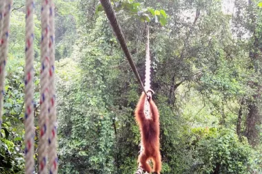 Cuando un puente salva una especie: el cruce histórico del orangután de Sumatra sobre una carretera pública